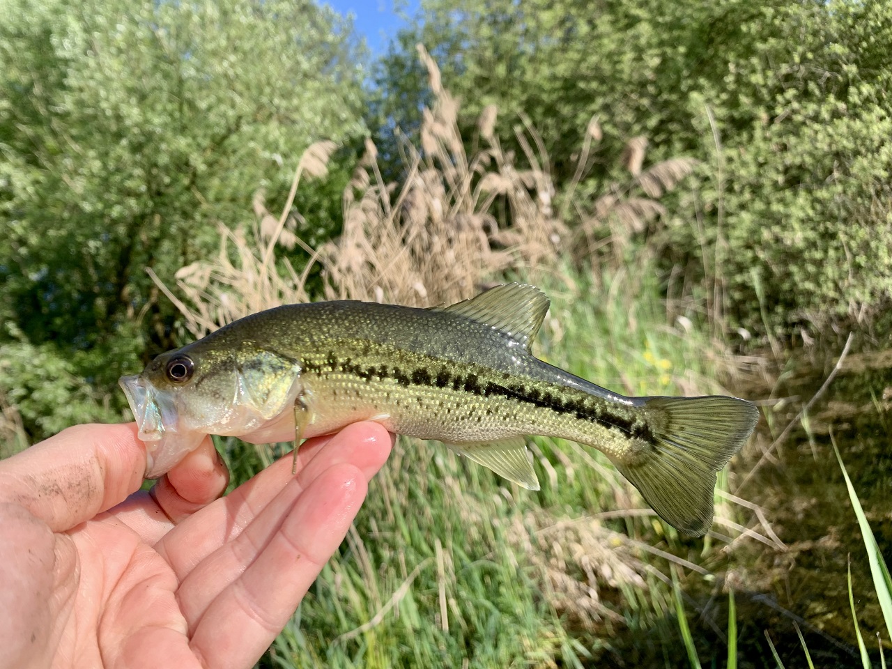 Rockvibe Shad 1,2'' 073 Monté