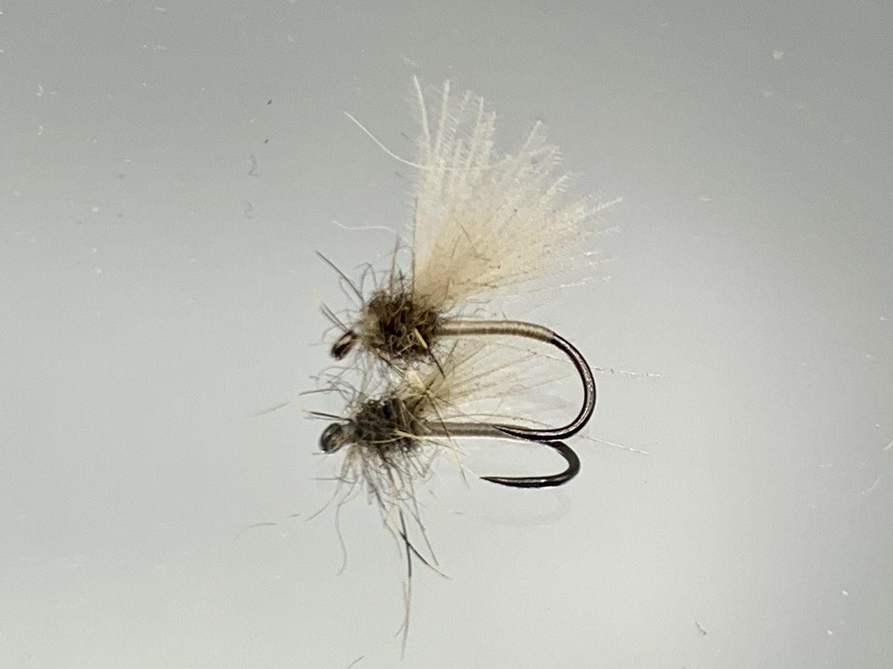 Seche-21